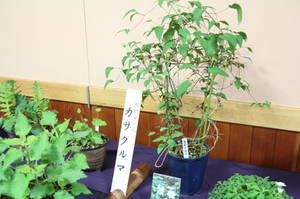 anderusenkouen 028.jpg